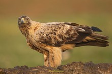 Spanischer Kaiseradler