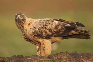 Spanischer Kaiseradler