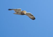Sumpfohreule auf Helgoland