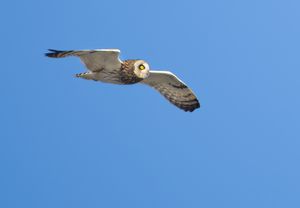 Sumpfohreule auf Helgoland