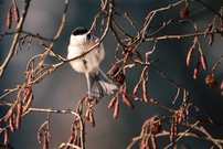 Sumpfweise am Auwaldsee