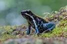 Gestreifter Blattsteiger (Phyllobates vittatus)