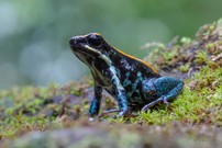 Gestreifter Blattsteiger (Phyllobates vittatus)
