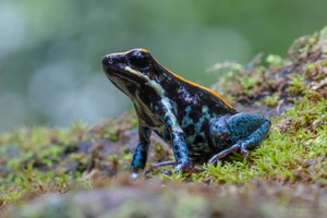 Gestreifter Blattsteiger (Phyllobates vittatus)
