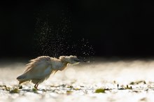 Wenn Wasser zu Sternen wird