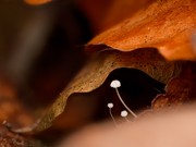 Kleine Helmlinggruppe im schönen Ambiente