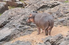 Hippo