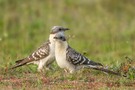 Häherkuckuck Paar