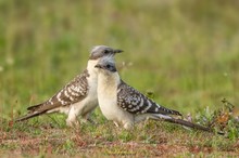 Häherkuckuck Paar
