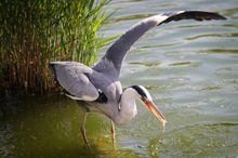 Graureiher auf der Futtersuche