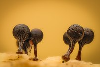 Trichia crateriformis