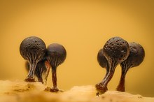 Trichia crateriformis