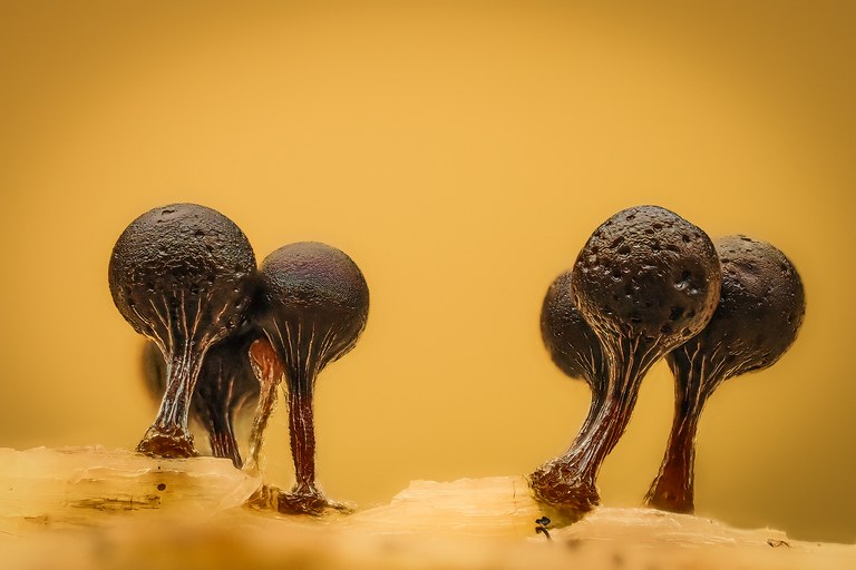 Trichia crateriformis