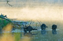 Waschbärenbande beim Frühstück