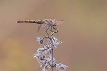 Heidelibelle im Raureif?