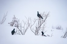 Birkhuhn - drei auf einen Streich