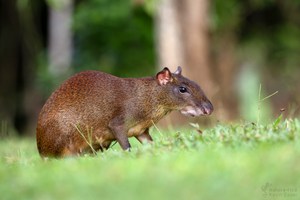 Mittelamerikanisches Aguti