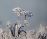 Frostiger Morgen