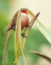 Wellenastrild auf Aloe Vera