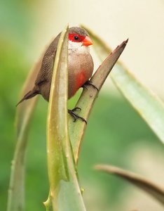 Wellenastrild auf Aloe Vera
