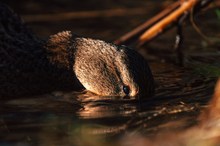 Im Blick - Stockente