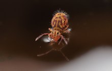 Einer der zahlreichen Winzlinge