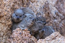 6 kleine Weihnachtswichtel