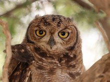 Eule nach langer Nacht