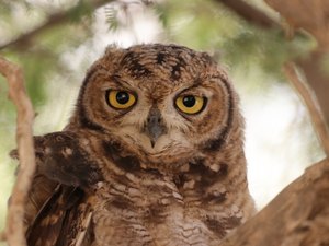 Eule nach langer Nacht