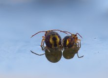 Roter Kugelspringer mit Nachwuchs