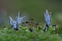 Geweihförmige Holzkeule