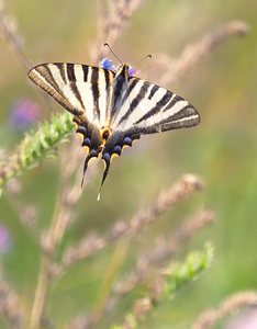 Segelfalter Sommer 2024