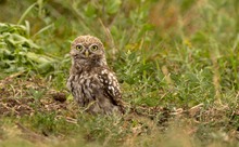 Junger Steinkauz auf Futtersuche
