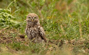 Junger Steinkauz auf Futtersuche