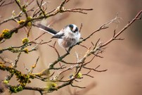 Schwanzmeise im Winter