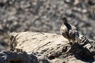 Alpenschneehuhn
