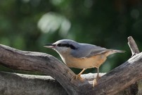 Weihnachtsgrüße vom Kleiber an alle im Forum