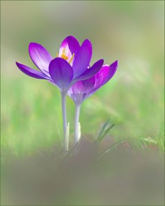 *Frühlingsgruß......*