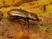 Auch ein Laufkäfer kann schön sein