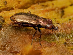 Auch ein Laufkäfer kann schön sein