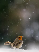 Rotkehlchen zu Weihnachten