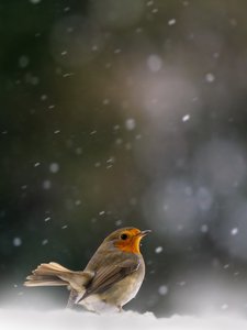 Rotkehlchen zu Weihnachten