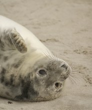 Hallo! Frohe Weihnachten!