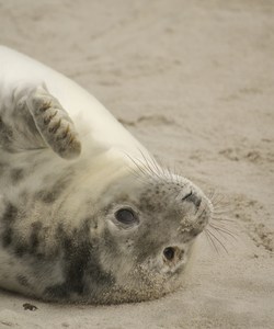 Hallo! Frohe Weihnachten!