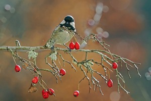 Tannenmeise mit roten (Weihnachts)kugeln