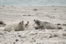 Meinungsverschiedenheit