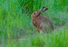 Feldhase