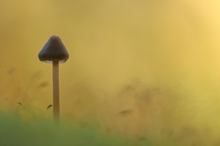 Ein Pilz