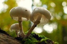 Buchen-Schleimrübling