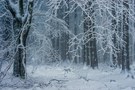 ... im Winterwald